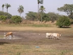 Casamance