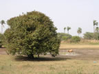 Casamance