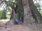 Baobab