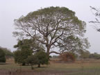 Casamance