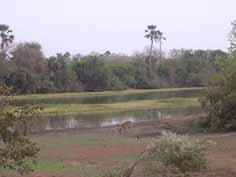 antilope au Niokolo Koba