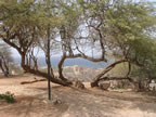 Lîle de Gorée