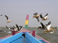 Pelicans au Djoudj